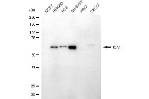 Western blotting analysis using ICA1 antibody (ABIN7799131).