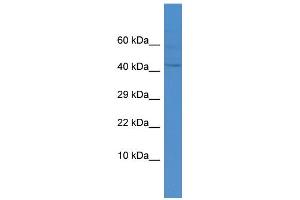 Host:  Rabbit  Target Name:  DUX4  Sample Type:  THP-1 Whole cell lysates  Antibody Dilution:  1. (DUX4 Antikörper  (Middle Region))