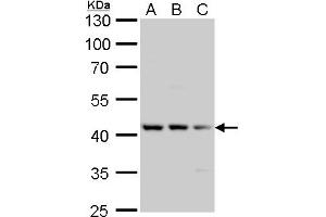 WB Image Tau antibody detects Tau protein by Western blot analysis.