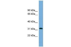 MRPS2 antibody used at 0. (MRPS2 Antikörper  (Middle Region))