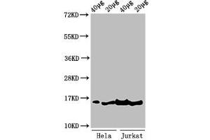 Western Blot Positive WB detected in: Hela cell acid extracts, Jurkat cell acid extracts All lanes: HIST1H3A antibody at 1 μg/mL Secondary Goat polyclonal to rabbit IgG at 1/50000 dilution Predicted band size: 16 kDa Observed band size: 16 kDa (HIST1H3A Antikörper  (3meLys36))