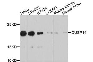 Western blot analysis of extracts of various cell lines, using DUSP14 antibody. (DUSP14 Antikörper  (AA 1-198))