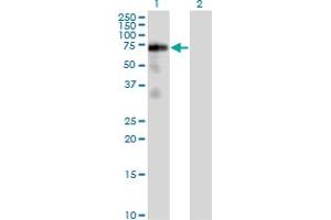 Western Blot analysis of FRS2 expression in transfected 293T cell line by FRS2 monoclonal antibody (M02), clone 1F7-1D6. (FRS2 Antikörper  (AA 1-341))