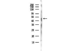 anti-Arginine Vasopressin Receptor 1A (AVPR1A) (C-Term) antibody
