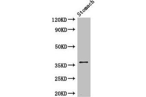 Western Blot Positive WB detected in: Mouse stomach tissue All lanes: PIM3 antibody at 3. (PIM3 Antikörper  (AA 278-326))