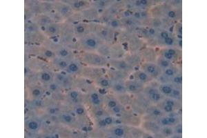 IHC-P analysis of Mouse Tissue, with DAB staining. (ROR1 Antikörper  (AA 470-707))