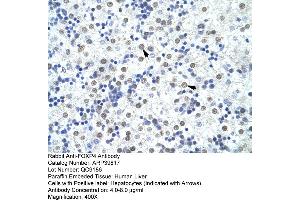 Human Liver (FOXP4 Antikörper  (C-Term))