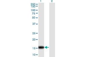 Western Blot analysis of C14orf129 expression in transfected 293T cell line by C14orf129 monoclonal antibody (M06), clone 2F2.