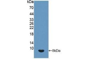 Detection of Recombinant IGF2, Human using Polyclonal Antibody to Insulin Like Growth Factor 2 (IGF2) (IGF2 Antikörper  (AA 25-91))