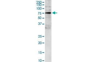 GRB10 monoclonal antibody (M01), clone 1A7.
