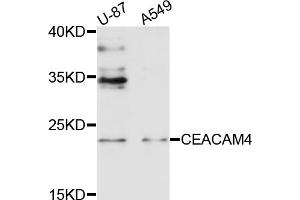 Western blot analysis of extracts of various cell lines, using CEACAM4 antibody (ABIN4903244) at 1:1000 dilution.