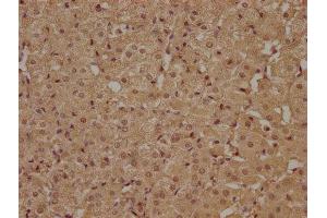 IHC image of ABIN7140207 diluted at 1:100 and staining in paraffin-embedded human adrenal gland tissue performed on a Leica BondTM system. (ATP6AP1L Antikörper  (AA 190-209))