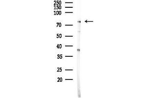 anti-Nuclear Factor (erythroid-Derived 2)-Like 3 (NFE2L3) (C-Term) antibody