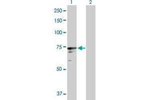 Western Blot analysis of ICK expression in transfected 293T cell line by ICK MaxPab polyclonal antibody.