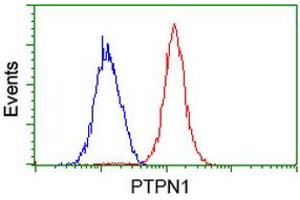 Image no. 2 for anti-Protein tyrosine Phosphatase, Non-Receptor Type 1 (PTPN1) antibody (ABIN1500497) (PTPN1 Antikörper)