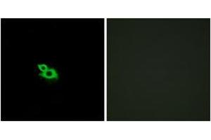 Immunofluorescence analysis of MCF7 cells, using OR2A42 Antibody. (OR2A42 Antikörper  (AA 241-290))