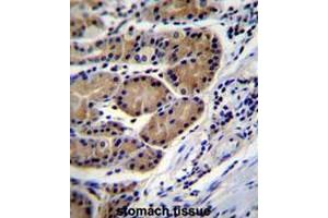 CTSO Antibody (N-term) immunohistochemistry analysis in formalin fixed and paraffin embedded human stomach tissue followed by peroxidase conjugation of the secondary antibody and DAB staining.