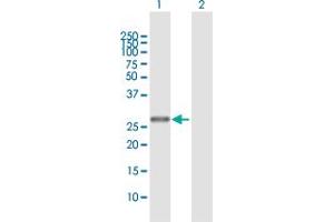 Western Blot analysis of THTPA expression in transfected 293T cell line by THTPA MaxPab polyclonal antibody. (THTPA Antikörper  (AA 1-230))