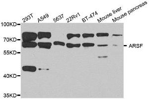 Western blot analysis of extract of various cells, using ARSF antibody. (ARSF Antikörper)