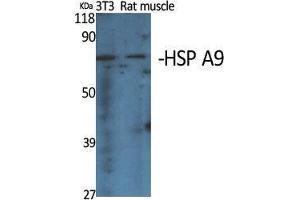 Western Blot (WB) analysis of specific cells using HSP A9 Polyclonal Antibody. (HSPA9 Antikörper  (C-Term))