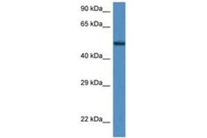 Image no. 1 for anti-Zinc Finger Protein 275 (ZNF275) (AA 350-399) antibody (ABIN6747226) (ZNF275 Antikörper  (AA 350-399))