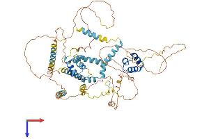LCORL Protein (AA 1-600) (His tag)