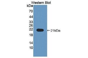 Western Blotting (WB) image for anti-Interleukin 1 Receptor Antagonist (IL1RN) (AA 24-174) antibody (ABIN3209022) (IL1RN Antikörper  (AA 24-174))