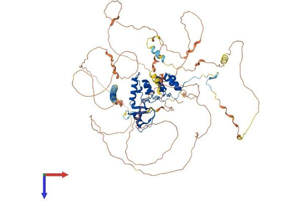 PPP1R13L Protein (AA 1-828) (His tag)