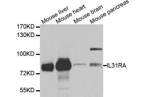 Western blot analysis of extracts of various cell lines, using IL31RA antibody.