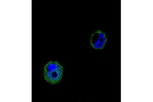 Confocal immunofluorescent analysis of VPS52 Antibody (C-term) (ABIN654879 and ABIN2844533) with MCF-7 cell followed by Alexa Fluor® 488-conjugated goat anti-rabbit lgG (green). (VPS52 Antikörper  (C-Term))