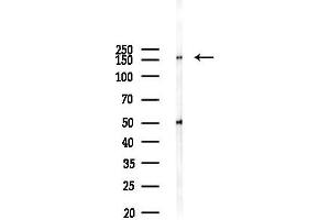 Western blot analysis of lysates from 293 cells(UV,30 min treatment), using DEF-3 Antibody at 1/1000 dilution.