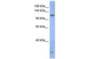 Image no. 1 for anti-Piwi-Like 1 (PIWIL1) (AA 71-120) antibody (ABIN6743059) (PIWIL1 Antikörper  (AA 71-120))
