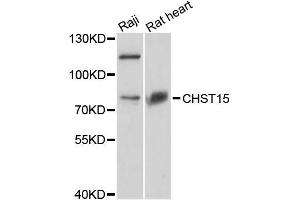Western blot analysis of extracts of various cell lines, using CHST15 antibody (ABIN5996664) at 1:3000 dilution. (CHST15 Antikörper)