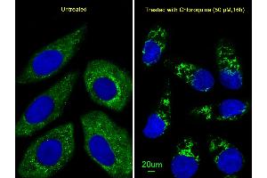 Immunofluorescent analysis of  cells, using ATG4D Antibody (ABIN659112 and ABIN2843757). (ATG4D Antikörper)
