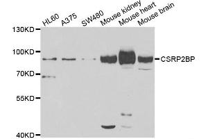 Western blot analysis of extracts of various cell lines, using CSRP2BP antibody.