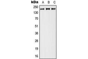 Western blot analysis of Neurocan expression in MCF7 (A), Raw264. (Neurocan Antikörper  (Center))