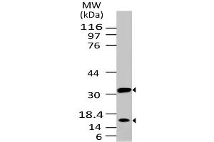 Image no. 1 for anti-Caspase 3 (CASP3) antibody (ABIN5027694) (Caspase 3 Antikörper)