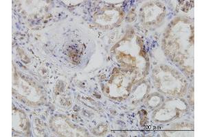 Immunoperoxidase of monoclonal antibody to ACTR2 on formalin-fixed paraffin-embedded human kidney. (ACTR2 Antikörper  (AA 1-394))