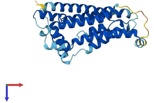 Nurim Protein (AA 1-262) (His tag)