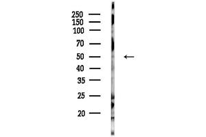 anti-G Protein-Coupled Receptor 135 (GPR135) (Internal Region) antibody