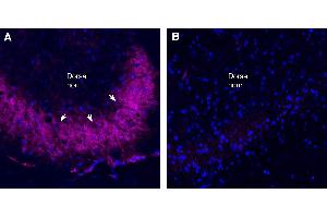 Expression of TRPV1 in rat spinal cord dorsal horn region:Immunohistochemical staining of perfusion-fixed frozen rat spinal cord sections with Anti-TRPV1 (VR1)-ATTO Fluor-647N Antibody (ABIN7581996), (1:100).