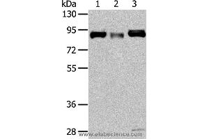 Western blot analysis of Human fetal muscle and fetal brain tissue, hela cell, using CUL4A Polyclonal Antibody at dilution of 1:325 (Cullin 4A Antikörper)