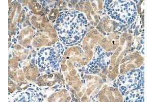 TM9SF1 antibody was used for immunohistochemistry at a concentration of 4-8 ug/ml to stain Epithelial cells of renal tubule (arrows) in Human Kidney. (TM9SF1 Antikörper  (N-Term))