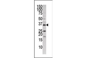 Western blot analysis of anti-NK3 (ABIN391240 and ABIN2841308) in HepG2 cell line lysate (35 μg/lane). (PANK3 Antikörper  (AA 150-181))