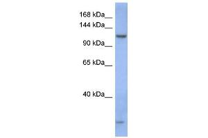 WB Suggested Anti-PIWIL1 Antibody Titration:  0. (PIWIL1 Antikörper  (N-Term))
