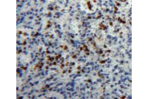 Used in DAB staining on fromalin fixed paraffin-embedded spleen tissue (HPSE Antikörper  (AA 27-101))