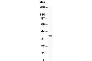 Western Blotting (WB) image for anti-Caspase 3 (CASP3) (AA 67-175) antibody (ABIN3030302)