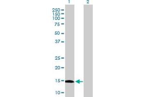 Western Blot analysis of GLIPR2 expression in transfected 293T cell line by GLIPR2 MaxPab polyclonal antibody. (GLIPR2 Antikörper  (AA 1-154))