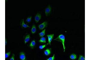 Immunofluorescence (IF) image for anti-Zinc Finger, DHHC-Type Containing 2 (ZDHHC2) (AA 75-130) antibody (ABIN7164574)