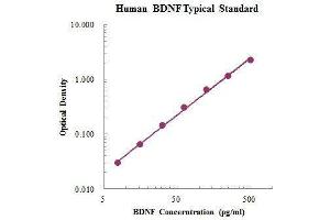 ELISA image for Brain-Derived Neurotrophic Factor (BDNF) ELISA Kit (ABIN3198503)